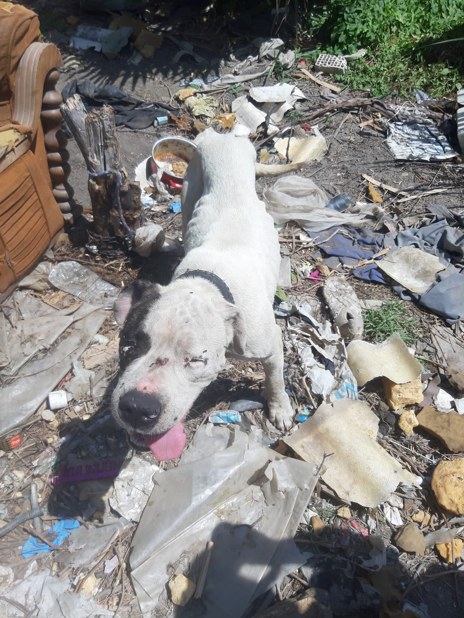 Do Dogs Have To Be Quarantined In Spain