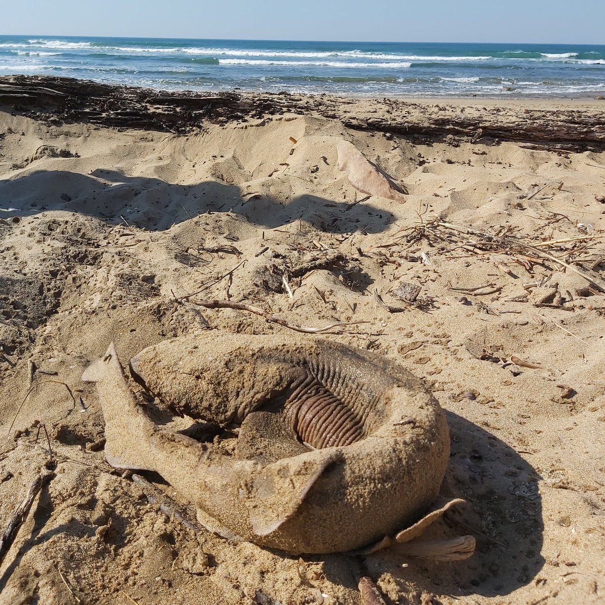 Keep Fin Alive tweet media