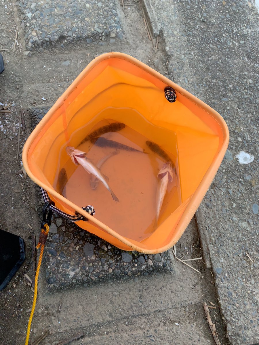 Ocean ゴ馬娘 撤退 ハゼ5匹 シーバス稚魚6匹 海タナゴ3匹 ハゼと針を飲み込みすぎて死んでしまったシーバス稚魚だけ持って帰ります