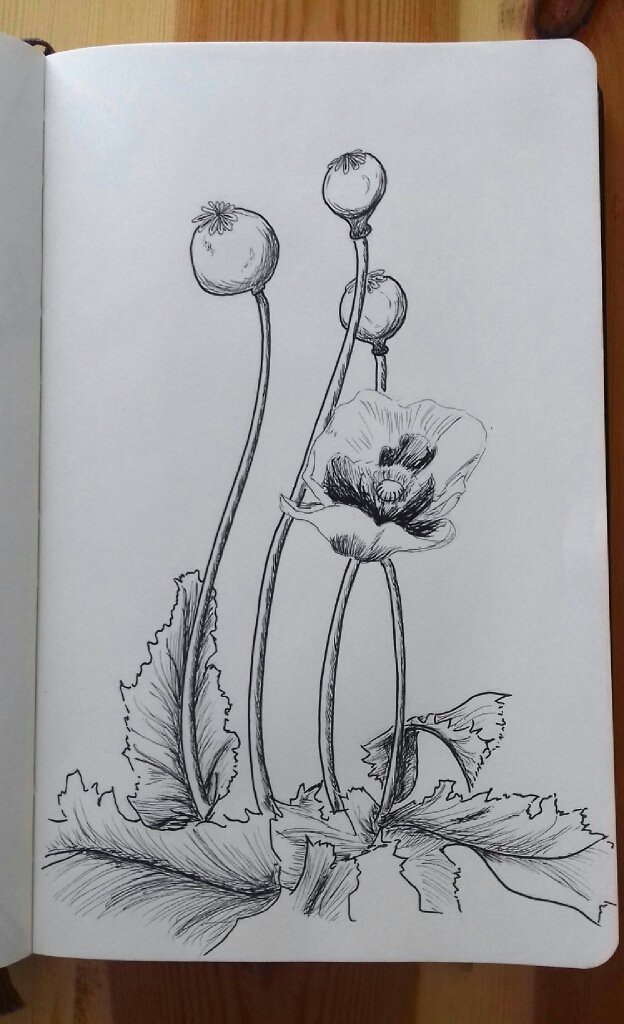 amy_smith117's tweet photo. Bangor Walled Gardens #46daysofsummer @fsdartanddesign https://t.co/krp8HWSgUg