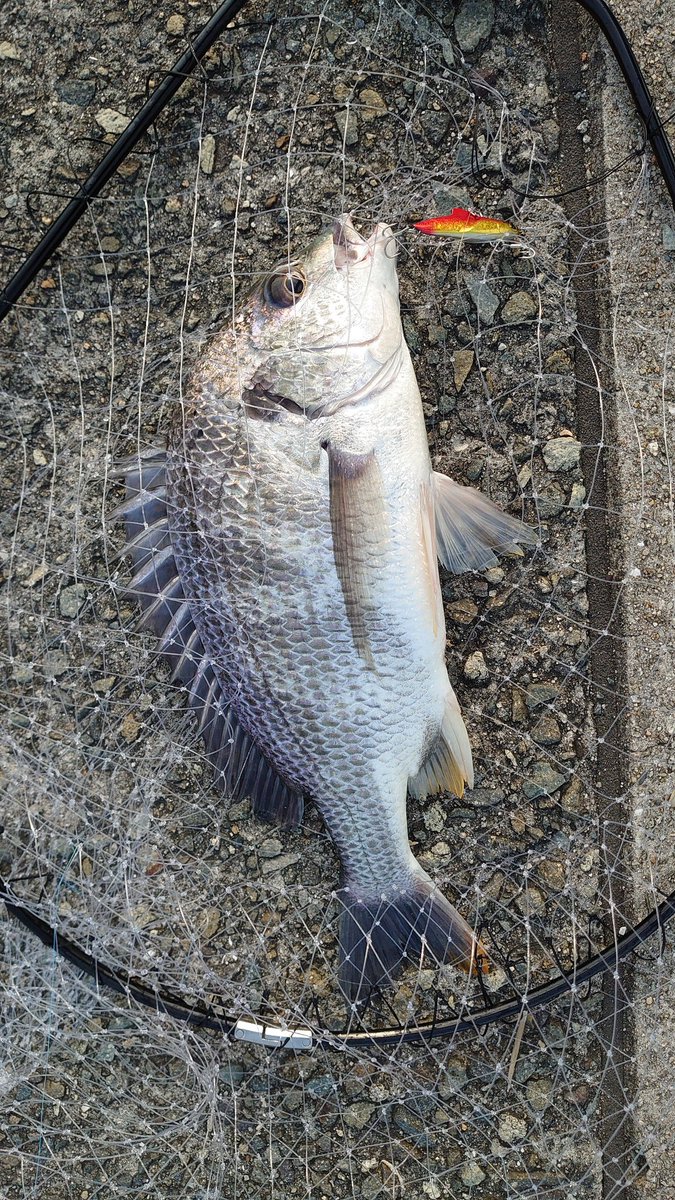 フリーゲームxt