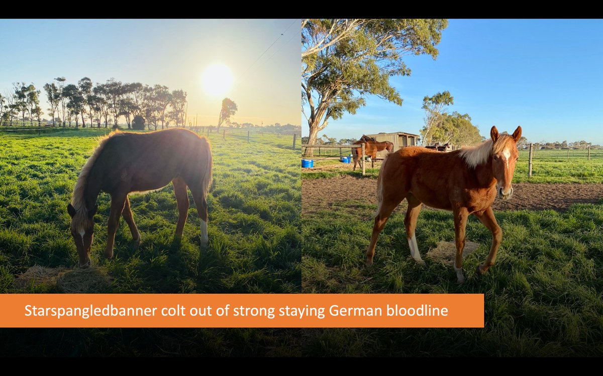 HoneycombStud's tweet photo. Natural pics of our weanling Starspangledbanner colt. Loving the quality paddocks @mhbloodstock new establishment at Lakewood @tricoloursR @RosemontStud https://t.co/3jf6IE98Ea
