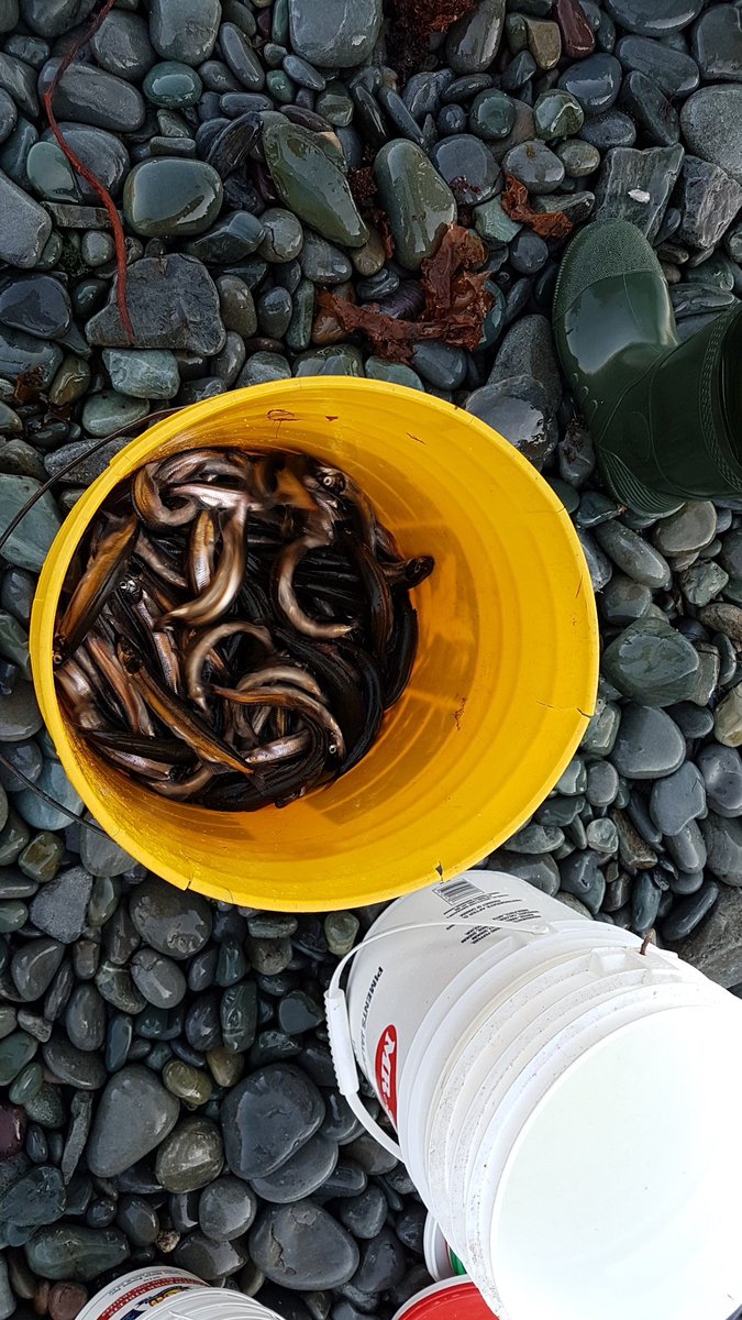 LittleSuzie1971's tweet photo. Capelin in Outer Cove now! Out a little but casting net worthy! Tide still rising. #capelin #capelintoll20220 #ecapelin @DFO_NL https://t.co/ra0myiowav