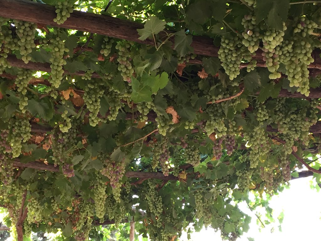 halit sah (@halit_sah) on Twitter photo 