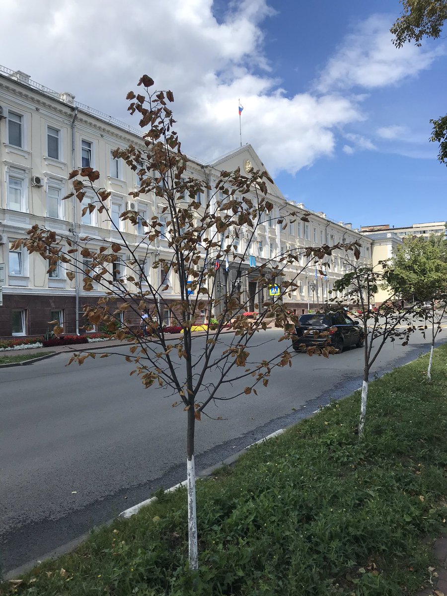 Около власти даже липки дохнут