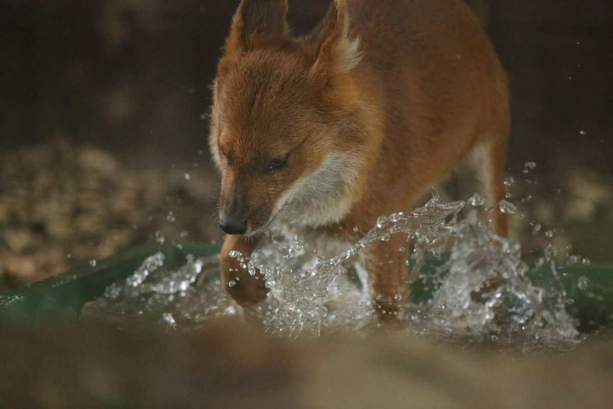 ちいくま写真館 動物達はなにげに涼しい場所とか涼しくなる方法を知っているのよねぇ じっくり観察しないと判らないことさね お疲れさまでした 絶滅から動物を守る 動物園写真家 動物写真 ズーラシア ドール ヤブイヌ ちいくま写真館 動物達はなにげに涼しい場所とか涼しくなる方法を知っているのよねぇ じっくり観察しないと判らないことさね お疲れさまでした 絶滅から動物を守る 動物園写真家 動物写真 ズーラシア ドール ヤブイヌ