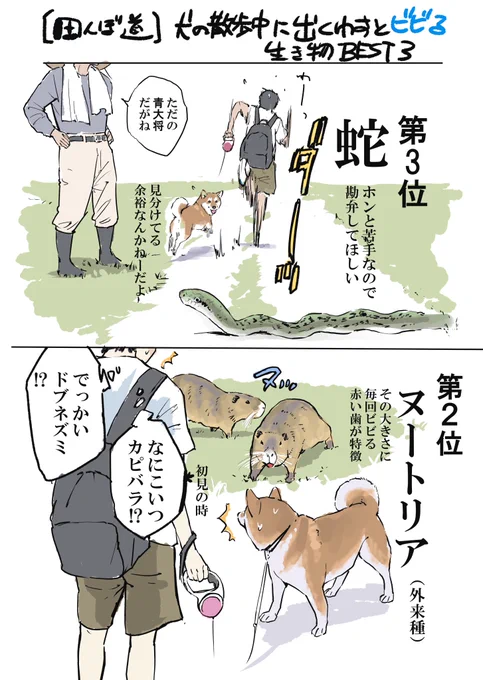 【田んぼ道】犬と散歩中出くわしてビビった生き物TOP3 