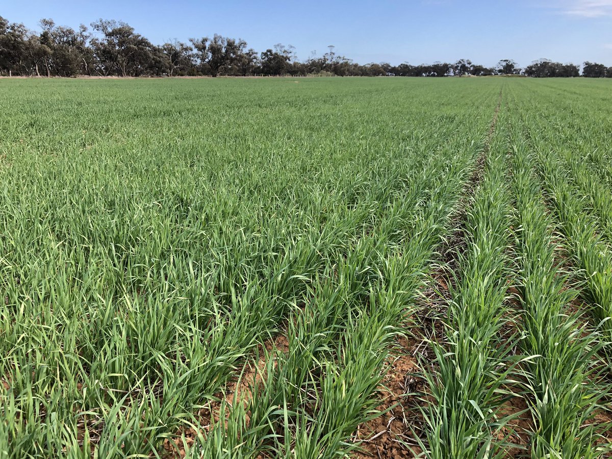 Matt Witney tweet media