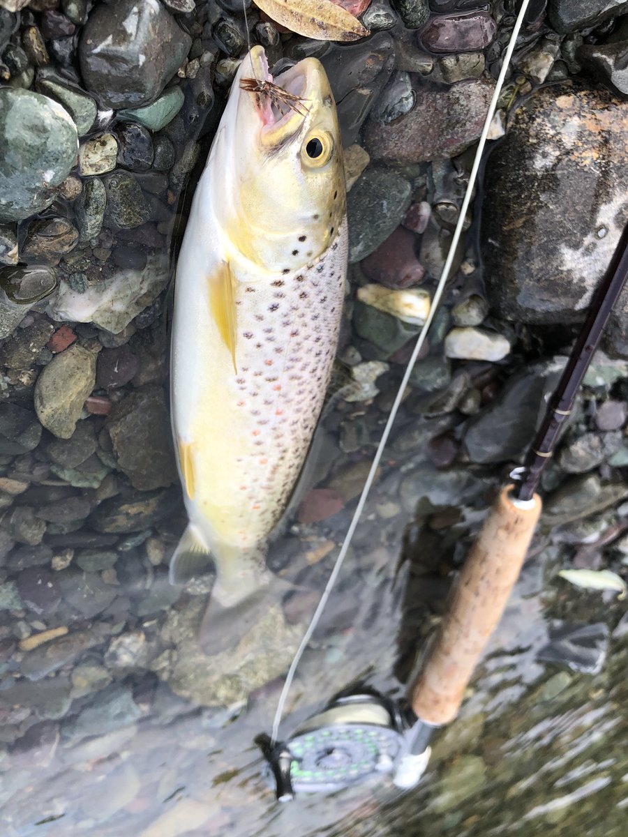 ｳｴｯﾄﾌﾗｲ