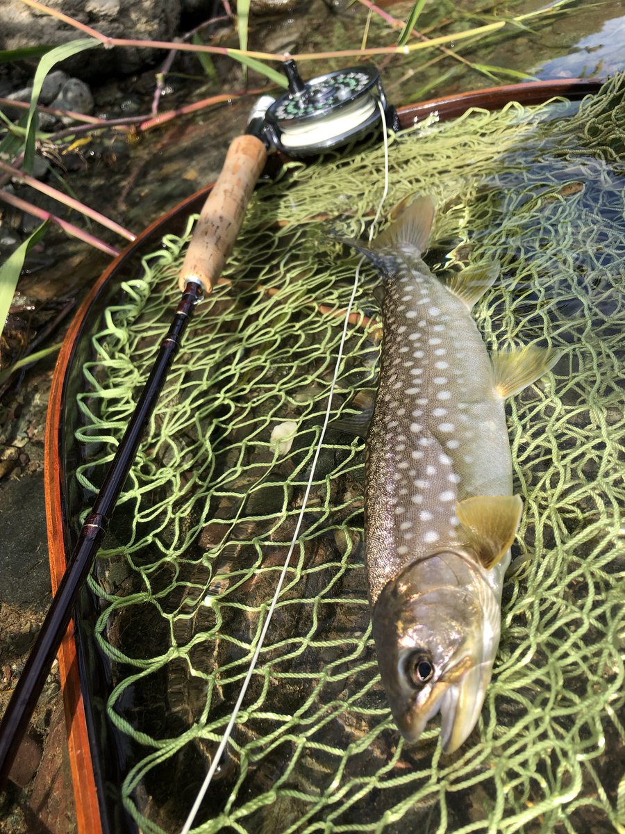 ｳｴｯﾄﾌﾗｲ