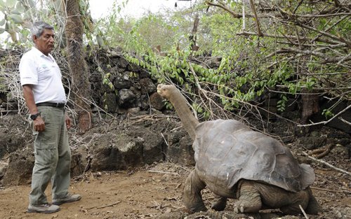 グランデ オガワ 南米陸亀で大きいのは ガラパゴスゾウガメ 巨大生物 珍奇生物 T Co Kcxrpdgaes Twitter