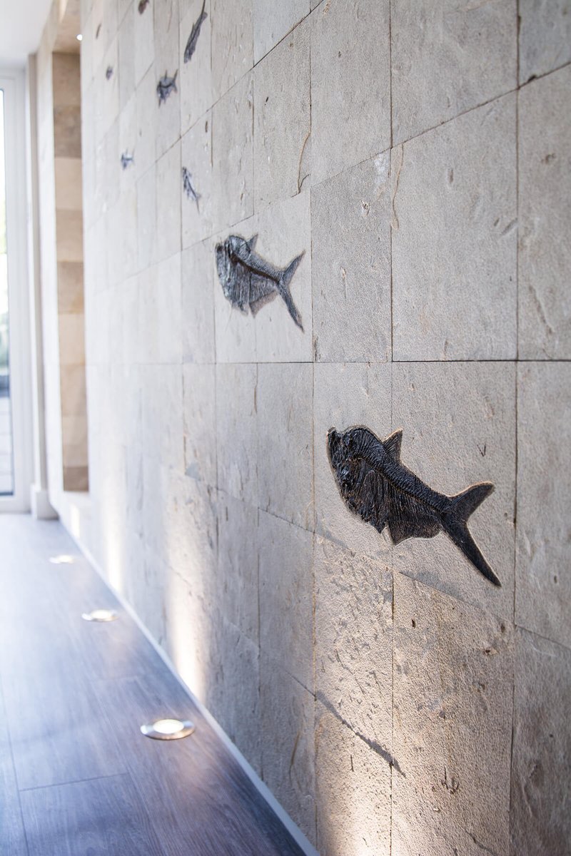 thefossilstore's tweet image. Sublime #fossil #fishes for walls, discover more &amp;gt;thefossilstore.com/collections/wa…
#wall_art #natural_history #office_space