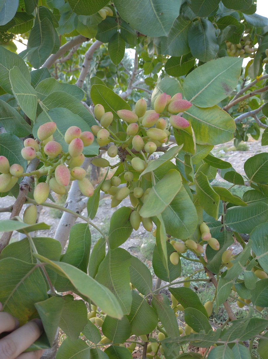Antep fıstığı ağacı görmeyenler için ...