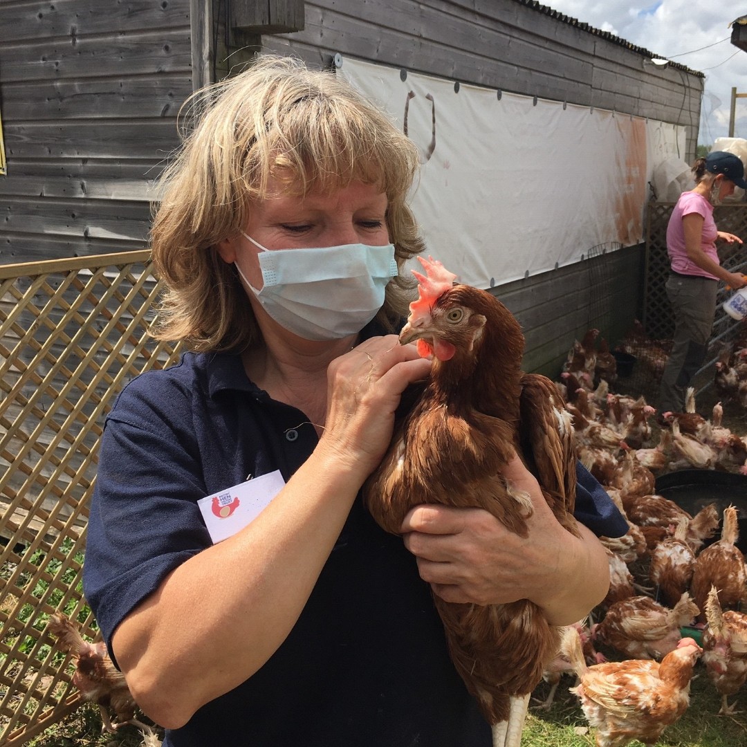 BHWTOfficial's tweet photo. It certainly is a #HappyMonday for this lucky girl at our Warwick site, and all those we managed to send to their loving new homes this weekend! 🐔

Thank you to all our amazing #volunteers who work so hard to make this happen 🥰

#HappyHens #Rehoming #RescueHens #ExBatteryHens https://t.co/HVrEQh4J2b