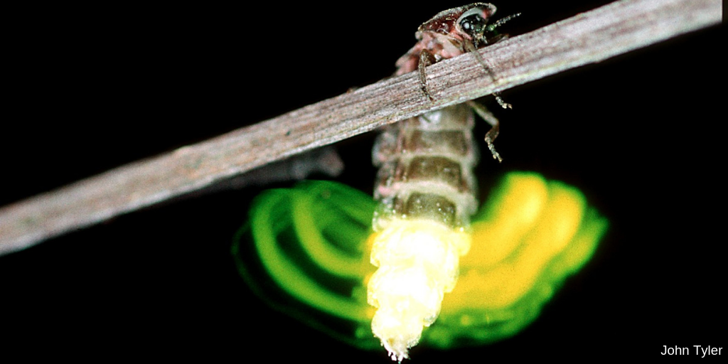 Have you ever seen a glow–worm? It is thought that artificial light has been partly responsible for their loss. Let’s switch off and let nature shine at night. More simple ways to take #ActionForInsects: somersetwildlife.org/action-insects @WildAbtGardens <a href="/Buzz_dont_tweet/">Buglife</a> <a href="/WildlifeTrusts/">The Wildlife Trusts</a>