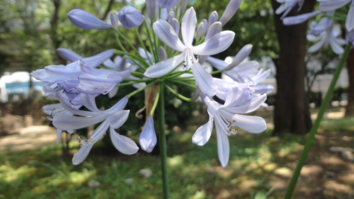 扶桑型万歳桔梗団長 花騎士内でもトップラクラスの知名度を誇るアガパンサス さん 紫が有名だけど実は白い娘もいたりする 育成が容易で割と放置でも咲くのでそこら中に植えられているので認識率もトップクラス 6月前後半でこんな花が咲いていればだいたい