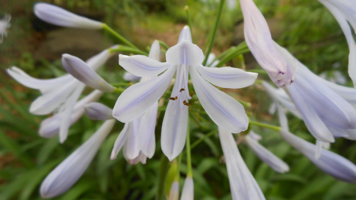 扶桑型万歳桔梗団長 花騎士内でもトップラクラスの知名度を誇るアガパンサス さん 紫が有名だけど実は白い娘もいたりする 育成が容易で割と放置でも咲くのでそこら中に植えられているので認識率もトップクラス 6月前後半でこんな花が咲いていればだいたい