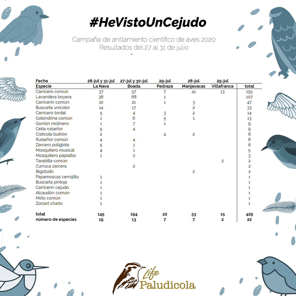 FGlobalNature's tweet photo. Continuamos con la campaña de anillamiento científico de #aves, del 27 al 31 de julio destacó el aumento de especies capturadas y entre ellas en la Laguna de la Nava el primer carricerín cejudo, un adulto capturado el 31 de julio.👏👏
 #HeVistoUnCejudo https://t.co/aCHAY4OmXh