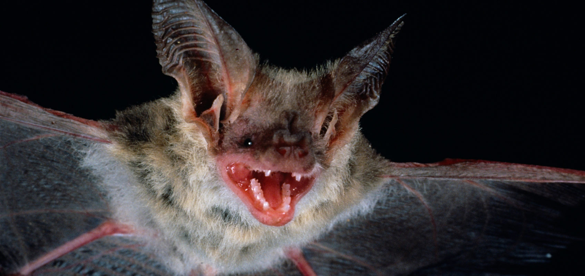 AusBats's tweet photo. #MicrobatMonday Lesser long-eared bat (Nyctophilus geoffroyi)
🦇: Most common N. spp in Aus
🏠/🌳: Highly adaptable, roosting in various man-made structures +dead trees
🦋: Huge biomass of pest insects #ecosystemservices
👃: Distinct Y-shape groove behind noseleaf

📸:LH
🗺️:ALA https://t.co/44dZ3Dao1r