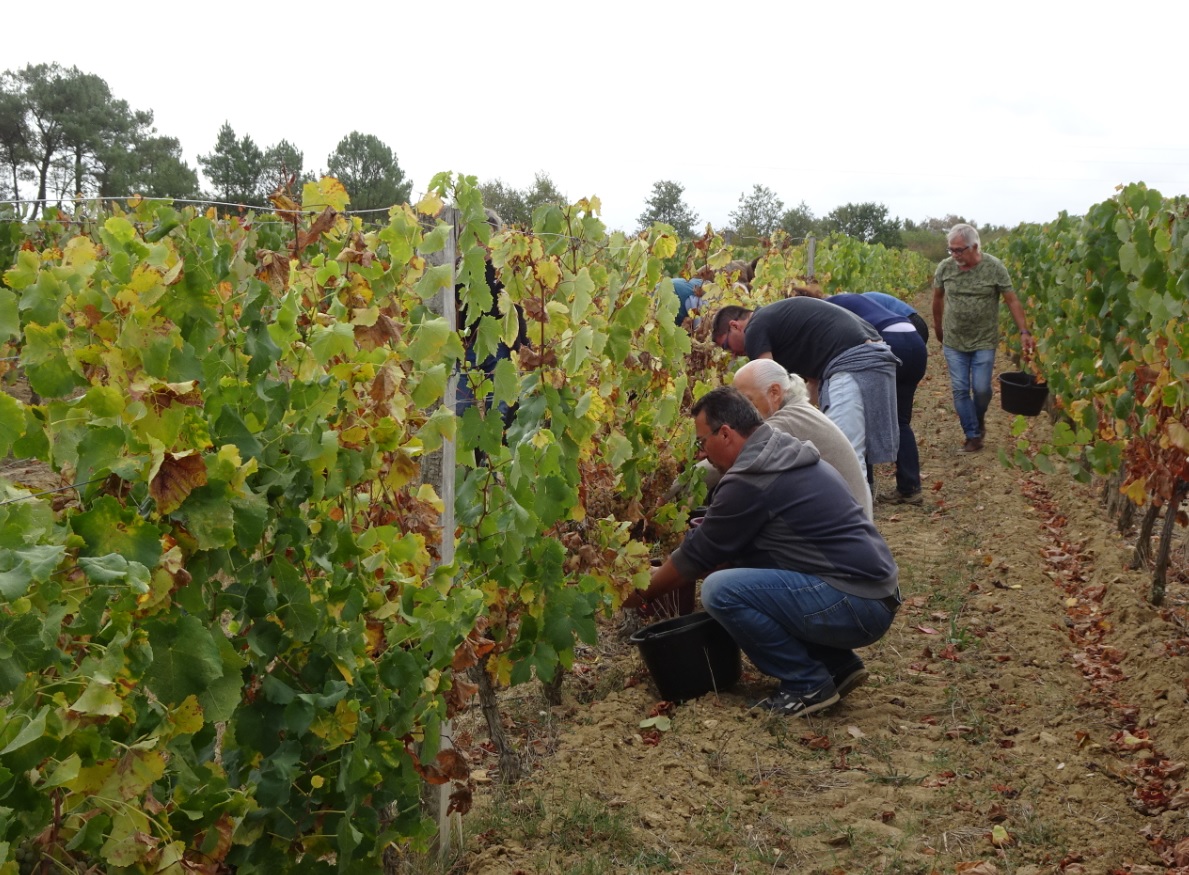 tup_31's tweet photo. Vendanges touristiques à #Fronton : les inscriptions ouvertes https://t.co/j2AzV2vO29 #HauteGaronne https://t.co/e7SCRGNCPw