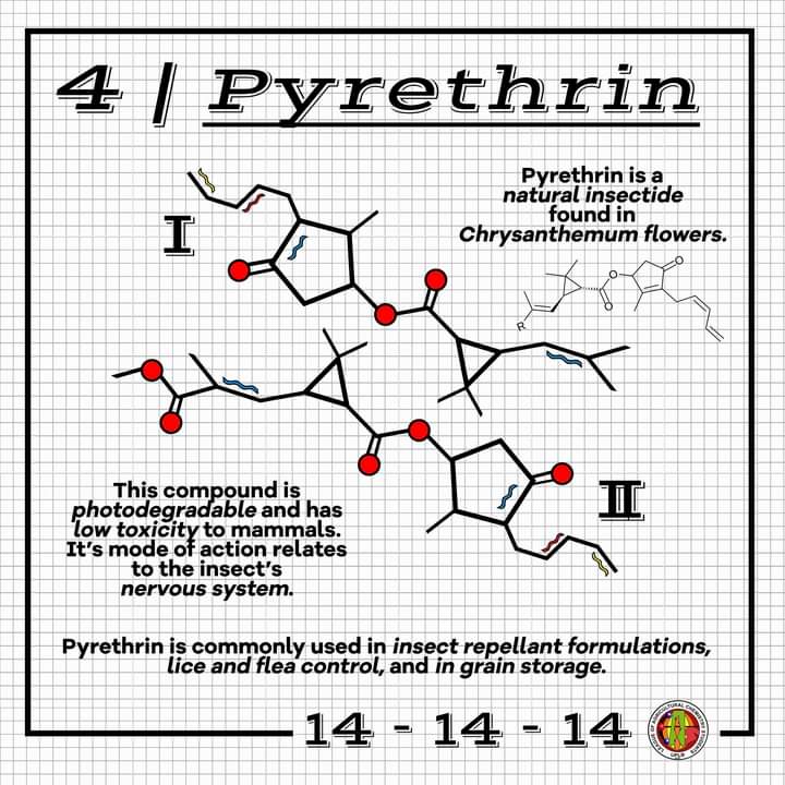 UPLACS's tweet photo. [ 14 - 14 - 14 ]: #Pyrethrin 

We love flowers, but did you know that some flowers help us ward off pests? This time, we're going delve into a botanical insecticide you might have heard once in your lifetime: Pyrethrin!

#UPLACSat14
#Complete14fourteen14 https://t.co/Sec7eFP1gg