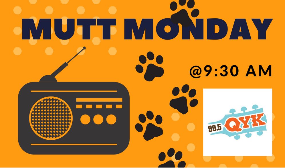 PetPalStPete's tweet photo. MUTT MONDAY IS BACK! 
Our friends at @995QYK will be featuring our Mutt of the week at 9:30am so tune in! 🐾🐶🐾 @TweetMelanieM @TheRealJRJ @BeasleyMedia 

#muttmonday #adopt #Qyk #tampabaysmorningkrewe #monday #mutts #dogs #country #stpete #tampa #onair https://t.co/YX5ixYFR8i