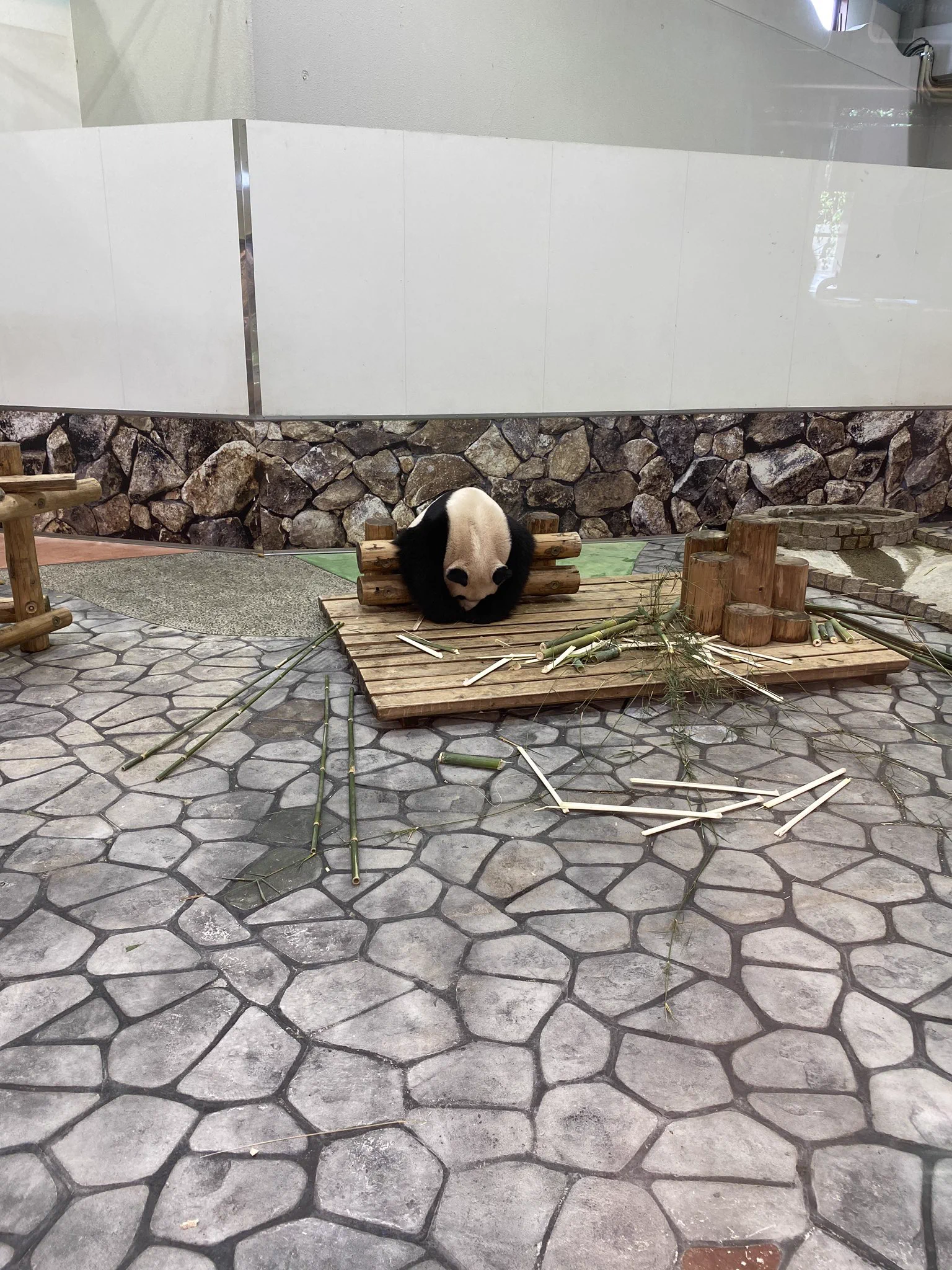 @nakamanian アドベンチャーワールドのパンダもですね！ 