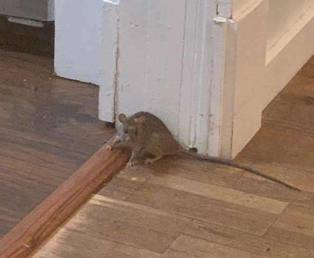 baileysouthside's tweet photo. Here is the rat that was in @mrjasonbailey wife's AirBnb. #WeekendJeopardy https://t.co/SGd2BZccz7