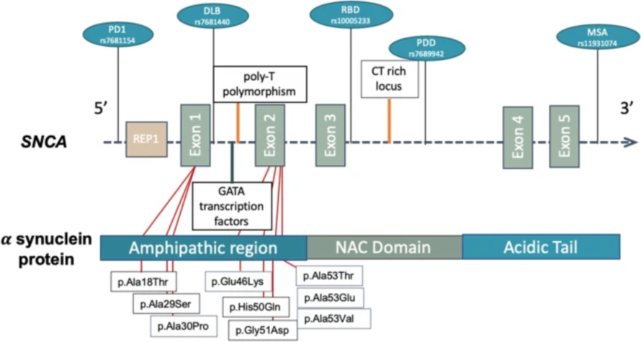 The Science of Parkinson's tweet media