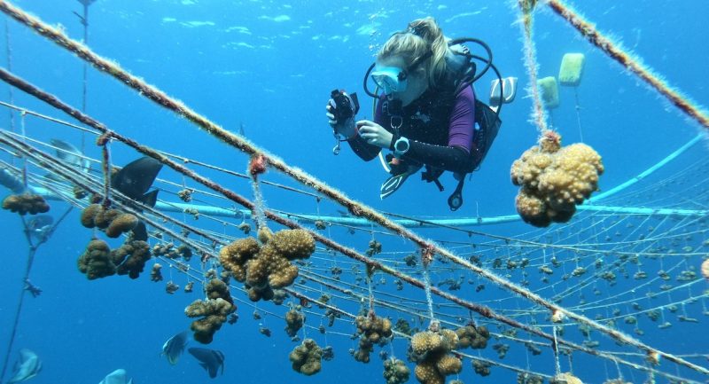 ScubaverseMedia's tweet photo. The Maldivian Coral Carers – An insight into Active Coral Restoration Techniques. A guest post for Scubaverse by Chloe Brown.
#coral #reef #conservation #Maldives #ChloeBrown #Velaa #VelaaCoralProject #diving 
https://t.co/qU5ElUVTQR https://t.co/j41H51gPH3