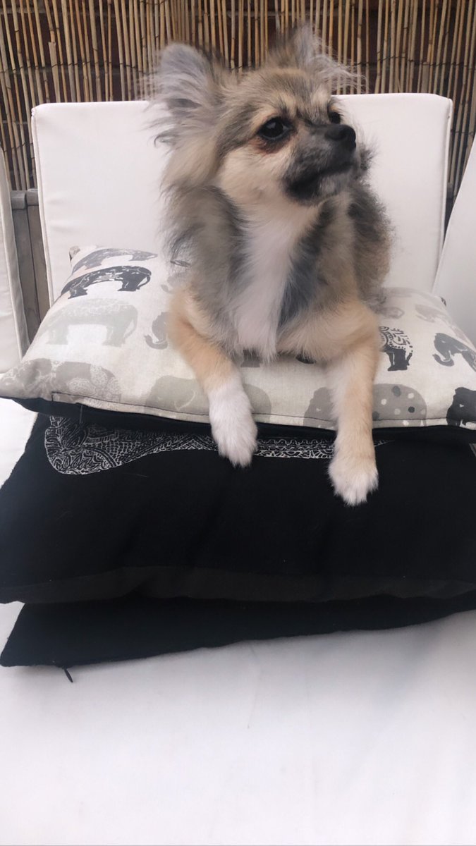 meerkaatt's tweet photo. Meet my gorgeous #pomchi girl Luna! She came home on Friday and has settled in so well and is loved so much already. Here’s some pics of our first weekend together and the first working day! 🥰🐕 https://t.co/2AToFvf5i1