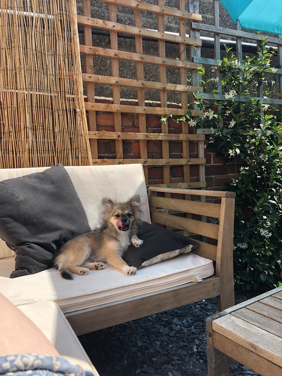 meerkaatt's tweet photo. Meet my gorgeous #pomchi girl Luna! She came home on Friday and has settled in so well and is loved so much already. Here’s some pics of our first weekend together and the first working day! 🥰🐕 https://t.co/2AToFvf5i1