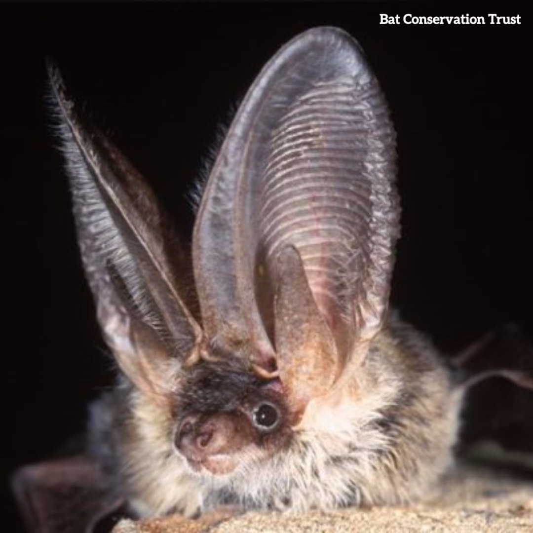 seed_ball's tweet photo. Close To Extinction 🦇
Numbers of the endangered grey long-eared bat in the UK are down to just 1,000. 😱 They depend on meadows and hedgerows, feeding on insects such as moths using sonar to find their prey. They roost in old buildings.
#Bats #LongEaredBat #Conservation #Bat https://t.co/LSac8UNyzU