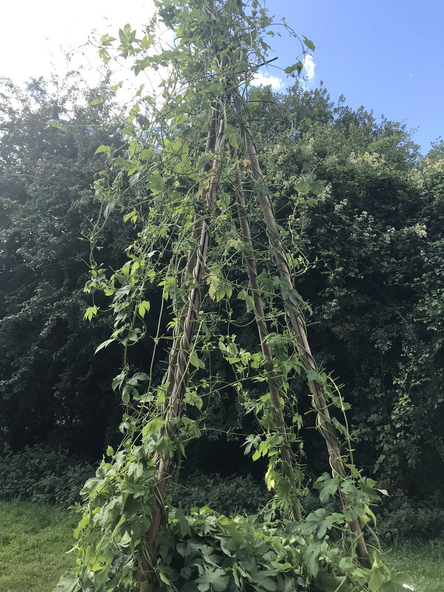 FaramWill's tweet photo. This morning’s job? Stripping all but a few leaves off this prospective mother to encourage more burr! ⁦@CharlesFaram⁩ #hopbreeding https://t.co/FACoEIxhVp