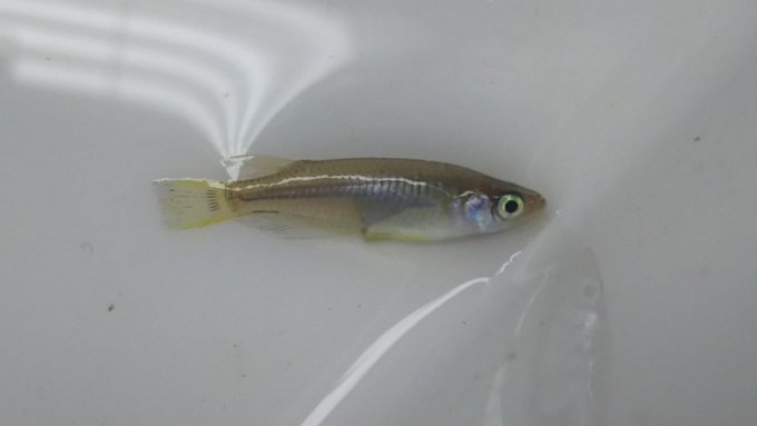 ミナミメダカのtwitterイラスト検索結果