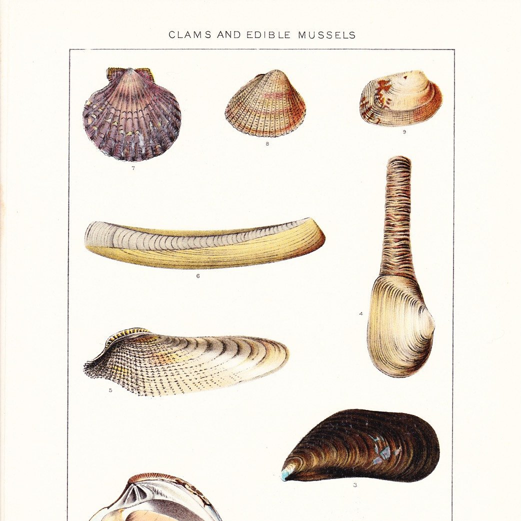 Vicky Sleight (@vs_marine) on Twitter photo Our review on "deciphering mollusc shell production" is out today in Biological Reviews. My PhD Thesis intro chapter is incorporated into sections V & VI plus review covers a huge range of perspectives from Marie Curie CACHE ITN <a href="/UoABioSci/">School of Biological Sciences</a> #MolluscMonday
onlinelibrary.wiley.com/doi/full/10.11⦠Our review on "deciphering mollusc shell production" is out today in Biological Reviews. My PhD Thesis intro chapter is incorporated into sections V & VI plus review covers a huge range of perspectives from Marie Curie CACHE ITN <a href="/UoABioSci/">School of Biological Sciences</a> #MolluscMonday
onlinelibrary.wiley.com/doi/full/10.11ā¦