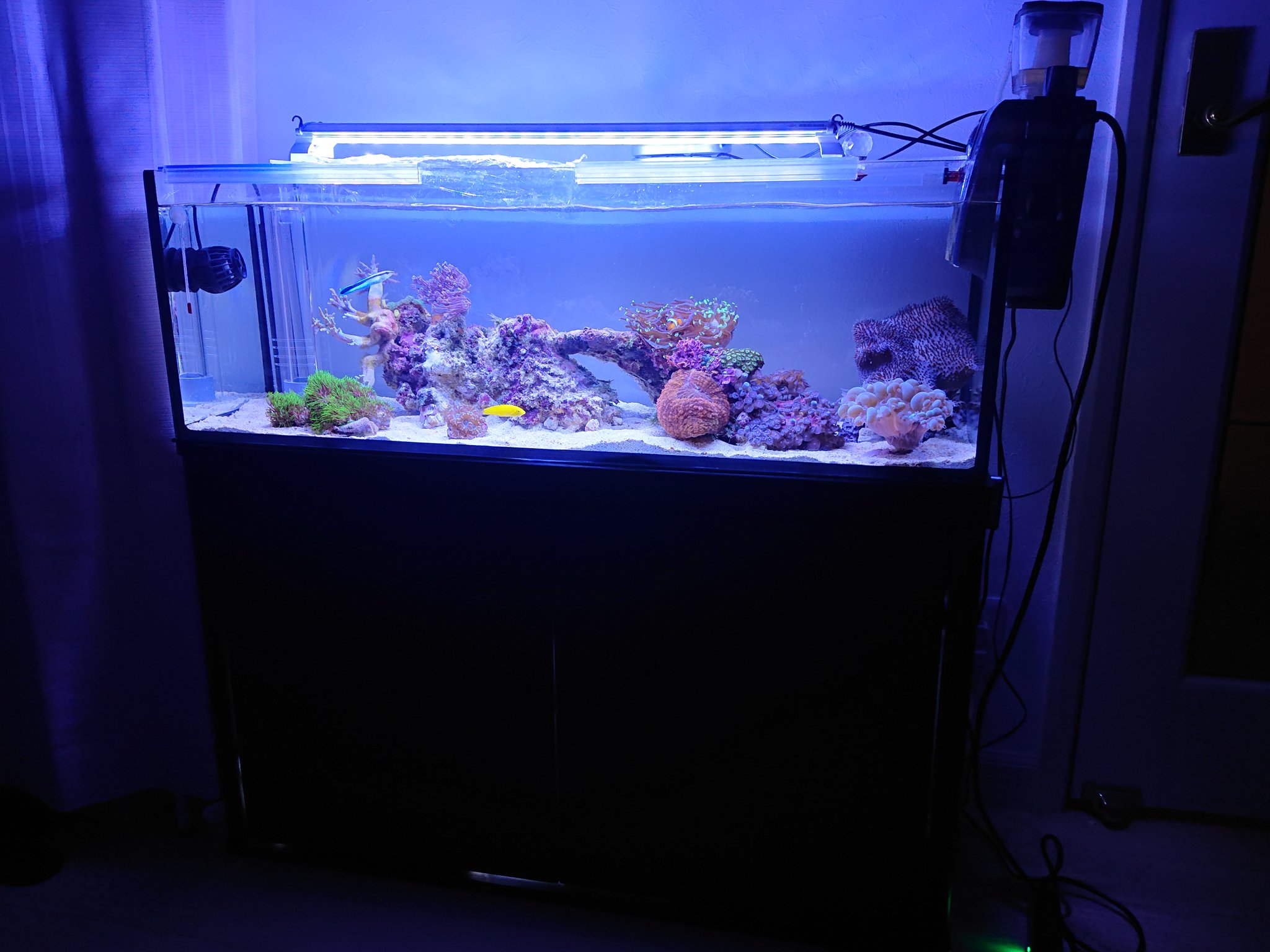 蓮 突然ですが90cmスリム オーバーフロー水槽 に移行しました 私がいない間に相方がやってくれたようで ビックリ 大きなスキマー購入 ベルリン マッドシステム ろ材をいれる システムに悩み中 T Co Xgv5qyjr9f マリンアクアリウム