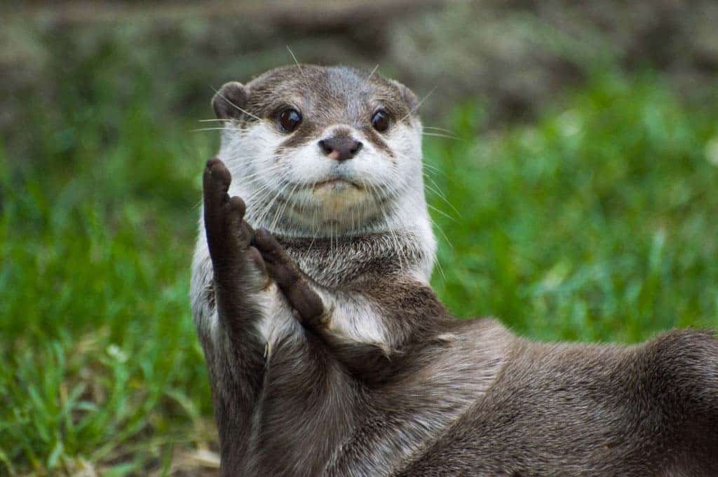 Ruki as otters, a thread hope it’ll heal me