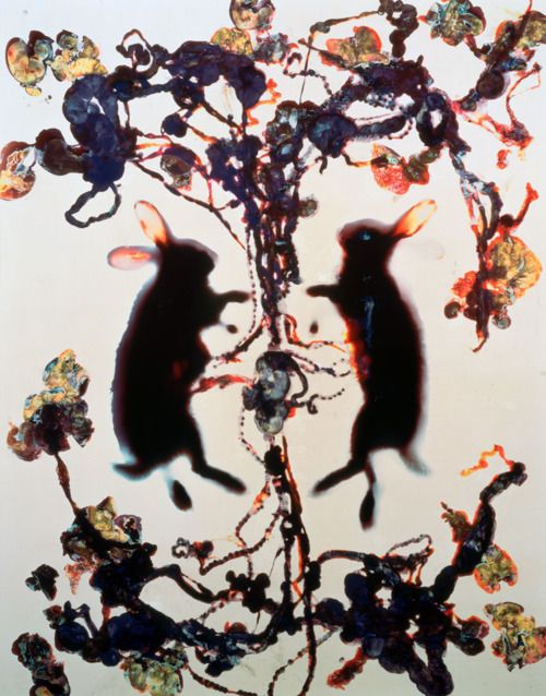 bja_samuel's tweet photo. Adam Fuss “Details of Love”
2 dead and eviscerated rabbits were placed on photosensitised paper and exposed to light. The spectacular colour effect is a result from the chemical interactions between the rabbits' viscera and the printing paper.
#photography #art #adamfuss https://t.co/t1nOczAbFL
