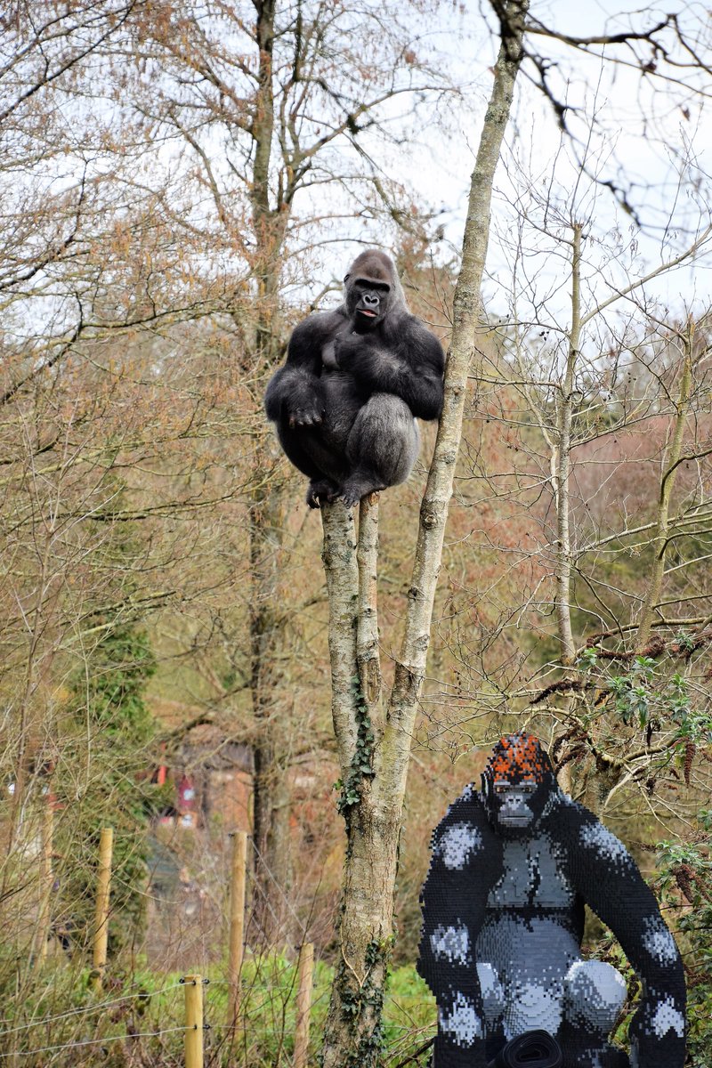 diamondaggers's tweet photo. Coming soon to Paignton Zoo, The Great Big Brick Safari @PaigntonZoo #Gorilla #Devon https://t.co/vIsOC40UYH