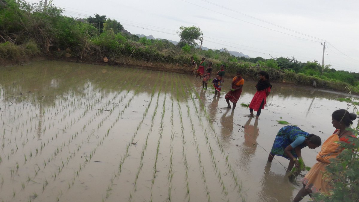 vennelaaeo's tweet photo. Paddy Line Transplanting at Kondapur Village of Dhanwada Mandal...@harichandanaias @MJSudhakar8 https://t.co/jWCohvdAdk