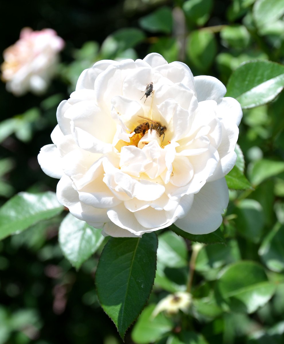 Yosaflower 千葉県八千代市 京成バラ園 8月に入りましたが こちらではたくさんのバラが咲いています 8月2日撮影 サマーメモリーズ 左 ジョージベスト 右 京成バラ園