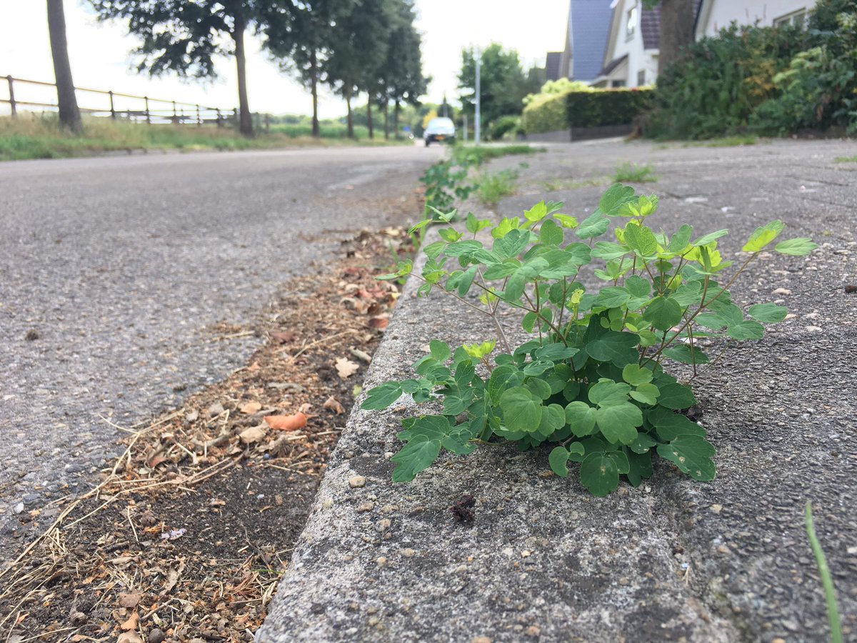 A Meadow-rue, possibly Thalictrum minus, seeded from nearby garden (Netherlands) for  #pavementplants