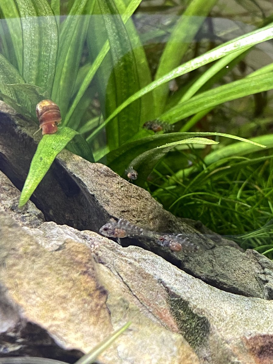 AKazukusa's tweet photo. 我が家のボレリーメス&amp;キッズ！
#アピスト
#アピストグラマ
#アピストグラマボレリー
#apisto
#apistogramma 
#apistogrammaborelli
#石組水槽
#水草水槽
#aquascape https://t.co/hOPZQmLfni