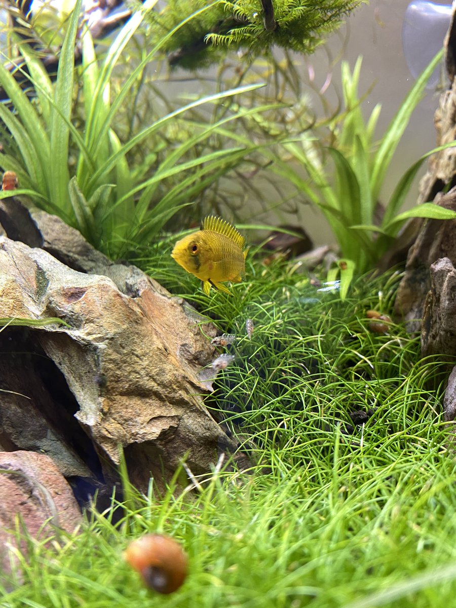 AKazukusa's tweet photo. 我が家のボレリーメス&amp;キッズ！
#アピスト
#アピストグラマ
#アピストグラマボレリー
#apisto
#apistogramma 
#apistogrammaborelli
#石組水槽
#水草水槽
#aquascape https://t.co/hOPZQmLfni