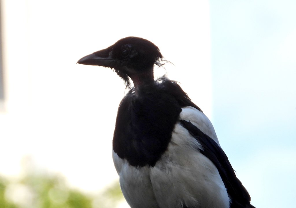 void_drifter_'s tweet photo. #MagpieMonday: the worst part of moulting season

I feel sooo bad for Eggy 😂 His poor little bald neck! 

#LoveCorvids #TeamCorvid #TwitterNatureCommunity #BirdPhotography #NaturePhotography https://t.co/d8MOC5KCDX