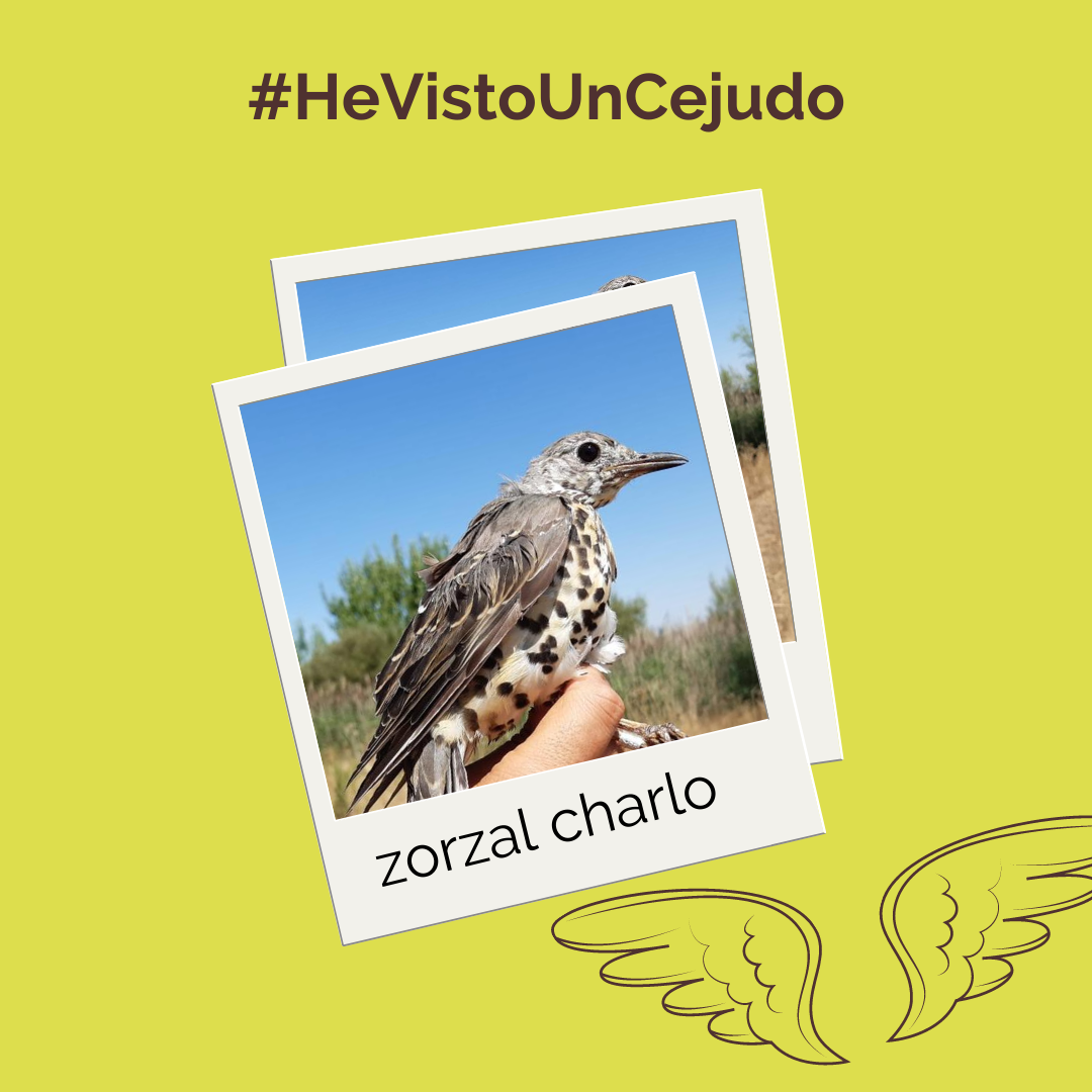 FGlobalNature's tweet photo. El ave de las manchas, es un zorzal charlo capturado el 31 de julio en la @lagunadelanava.  Este pájaro omnívoro es el más más grande de los zorzales de Europa occidental y se encuentra ampliamente en el territorio español. #HeVistoUnCejudo https://t.co/m6Dv55uPuB