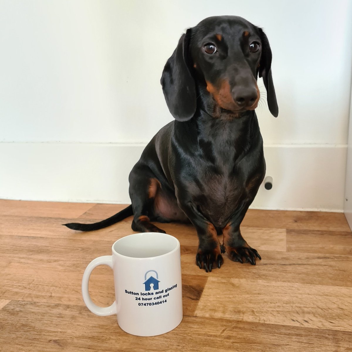 Its a dogs life 🐶🐾 #sutton #locks #glazing #suttonlocksandglazing  #dogsoftwitter #dashund #cutedog #dashundsoftwitter
