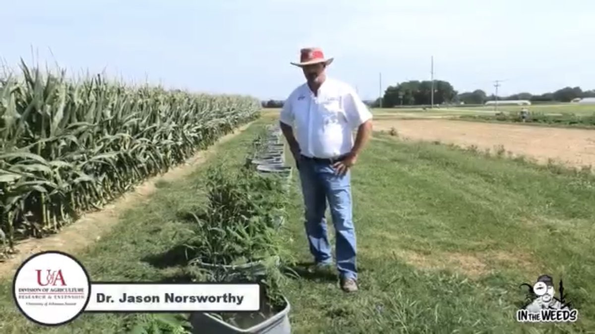 Episode #6 of “In the Weeds” looks at the potential for using Loyant and Loyant plus Grasp impregnated on urea for weed control in rice. Please subscribe to my channel and like this video. youtu.be/JrOvg54fD2M