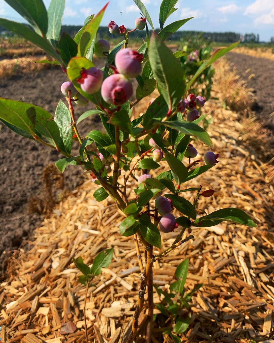 uaig_ua's tweet photo. Our blueberry bushes enjoying the sun and preparing their berries for you 

#blueberries #blackberry #raspberry #strawberry #strawberries  #plants #harvesting #advancedtechniques #blackberryfields #agriculture #agricultureproduction #farming #agricultureprocessing https://t.co/yEOTwICyr7